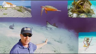 Bonaire's Red Slave Rays ep. 28 | A Diver's Life