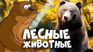 ЛЕСНЫЕ ЖИВОТНЫЕ для детей - развивающие мультики про животных