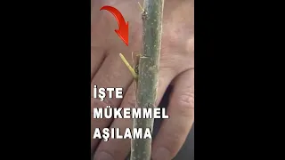 Mükemmel Aşı Nasıl Yapılır ?