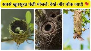 Most Beautiful Birds' Nests in the World!"