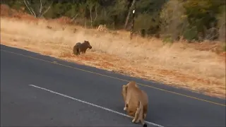 Warthog doesnt hear the lion coming