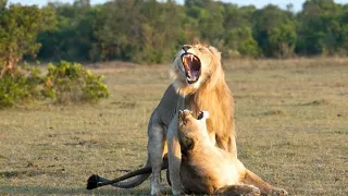 Lion  Mates Over 100 Times a day with lioness