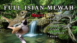 Masteran SRDC Full isian Super mewah