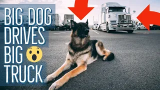 A Day In The Life Of A Truck Driver | Cute Puppy Edition