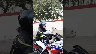 girl biker || dog on bike #bikegirl #viral #ridetogether