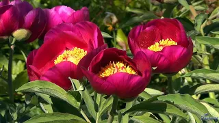 Botanical garden. Peonies (2021)