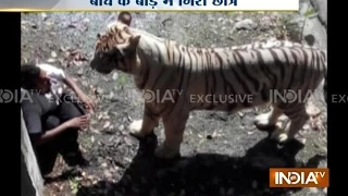 Exclusive Footage: Youth Killed By Tiger In Delhi Zoo - India TV