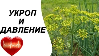 Укроп от повышенного давления, лечение народными средствами. Семена укропа при гипертонии