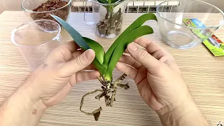 ОРХИДЕИ БЕЗ КОРНЕЙ после куркумы посадили / орхидеи в кокосовых чипсах с керамзитом или корой