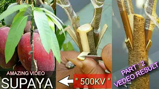 HOW TO ‼️⁉️ New Mango grafting tree/mango tree/mango/tree/mango plant/Cây xoài/BONSAI MANGO TREE