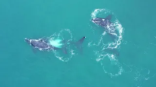 Mating Southern Right Whales in De Kelders - Paarung von Südkapern in South Africa