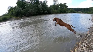 Что показало узи сердца у Спайка!!! Прыжки в воду/питбуль/ветклиника.