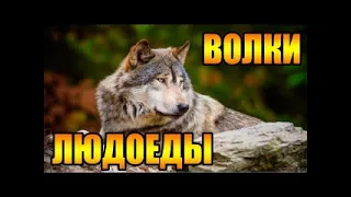 Жертвы волков Волки людоеды. Документальный фильм Nat Geo Wild