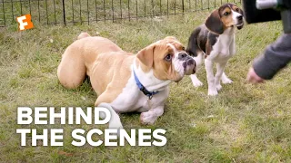 A Dog's Journey Behind the Scenes - Canine Co-Stars (2019) | FandangoNOW Extras