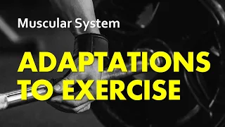 Adaptations to Exercise | Muscular System 08 | Anatomy & Physiology