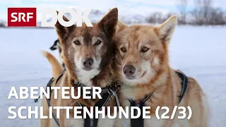 Abenteuer Schlittenhunde | Mit Huskys unterwegs in Finnisch Lappland (2/3) | Doku | SRF Dok