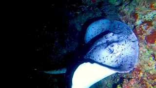 MALDIVES 2024-03 - Maaya Thila Night Dive