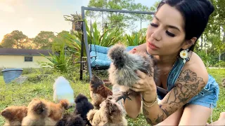 Meet my 27 Silkie Chickens 🐓💚                  Its been amazing watching my chicks grow up!