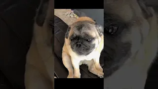 french bulldog cry for food || daily short || Pet content