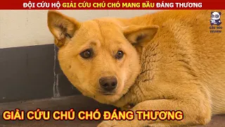 Giải Cứu Chú Chó Mang Bầu Đáng Thương || Review Con Người Và Cuộc Sống (P6)