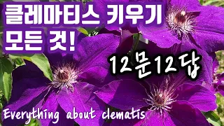 클레마티스 키우기 Q&A | 12문 12답 | 노지월동, 가지치기, 삽목, 휘묻이, 지지대, 거름, 그늘 | Everything about growing clematis