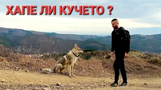 ЧЕХОСЛОВАШКО ВЪЛЧО КУЧЕ (Czechoslovakian Wolfdog )