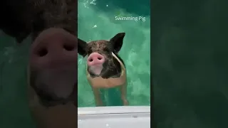Swimming with pigs in the Bahamas #shorts #vacation #bucketlist #pigs #animalvideos