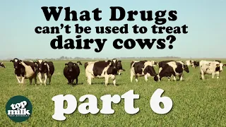 Part 6 - What drugs can't be used to treat Dairy Cows? - English version