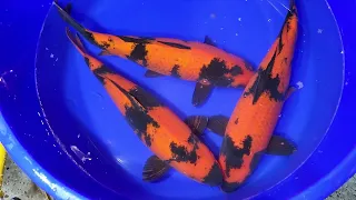 Shinoda Hi Utsuri Females Nisai 48-53cm - S&C Koi