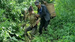 Entering the forest to harvest Giant Bamboo shoots were in trouble and were saved by good people