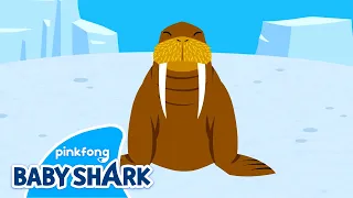 Mighty Walrus | Sea Animals Song | Baby Shark and Sea Animals | Baby Shark Official