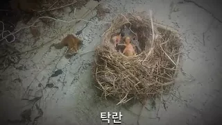 탁란에서 방사까지