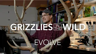 Grizzlies in the Wild | Evolve