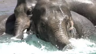 Elephant pool time