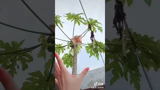 Sugar glider flying cute Compilation, Animals cute 2021.