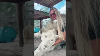White Lion Kisses & Cuddles! AMAZING