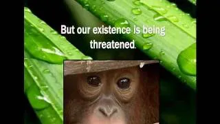 Save The Orangutans