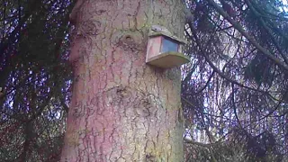 Red Squirrels Dacre Cumbria