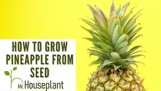 How To Grow Pineapple From Seed