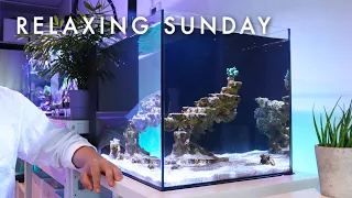 A Relaxing Sunday with my Saltwater Reef Tank | Blue Reef Tank