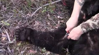 How to skin a Bear in the Field