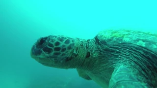 Scuba Diving With Hammerhead Sharks At Galapagos Islands July 2017