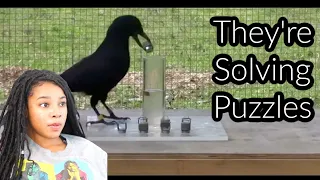 Why Crows Are as Smart as 7 Year Old Humans | Reaction