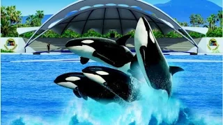 LORO PARQUE (PARK) Tenerife /  HD / ORCA SHOW