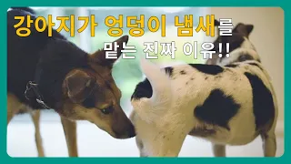 강아지들의 7가지 독특한 행동과 그 이유 💕 주인들이 반드시 알아야 할 반려견들의 행동특성