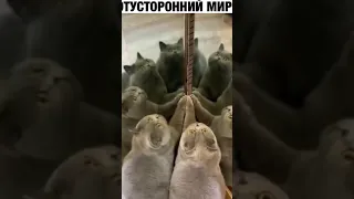 Кот в шоке