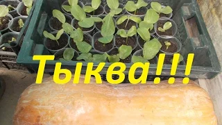 Как посадить тыкву??? Простой, но очень эффективный метод для получения урожая!!!