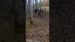 захавали всю соль с солонца 🤣🤣🤣