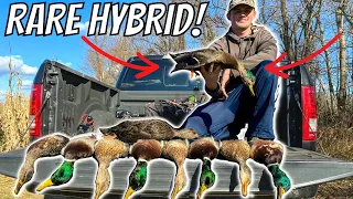 Four Man MALLARD Limit! (WE SHOT A RARE HYBRID) | Maryland Duck Hunting 2022