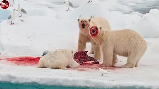 Hungry Polar Bear Attack and Eat Whale - What Happen in North Pole